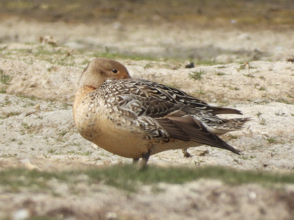 Canard pilet - ML657300340