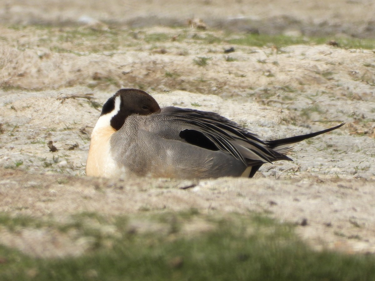 Canard pilet - ML657300341