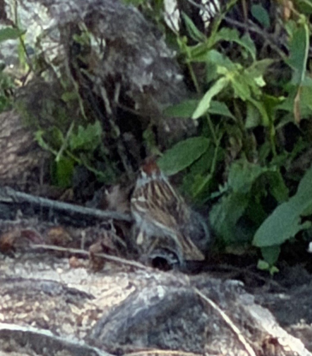 Chipping Sparrow - ML657300432