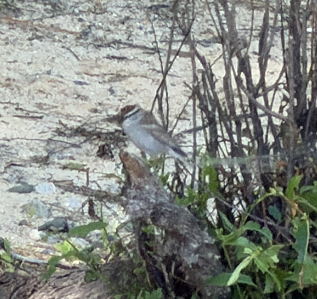 Chipping Sparrow - ML657300433