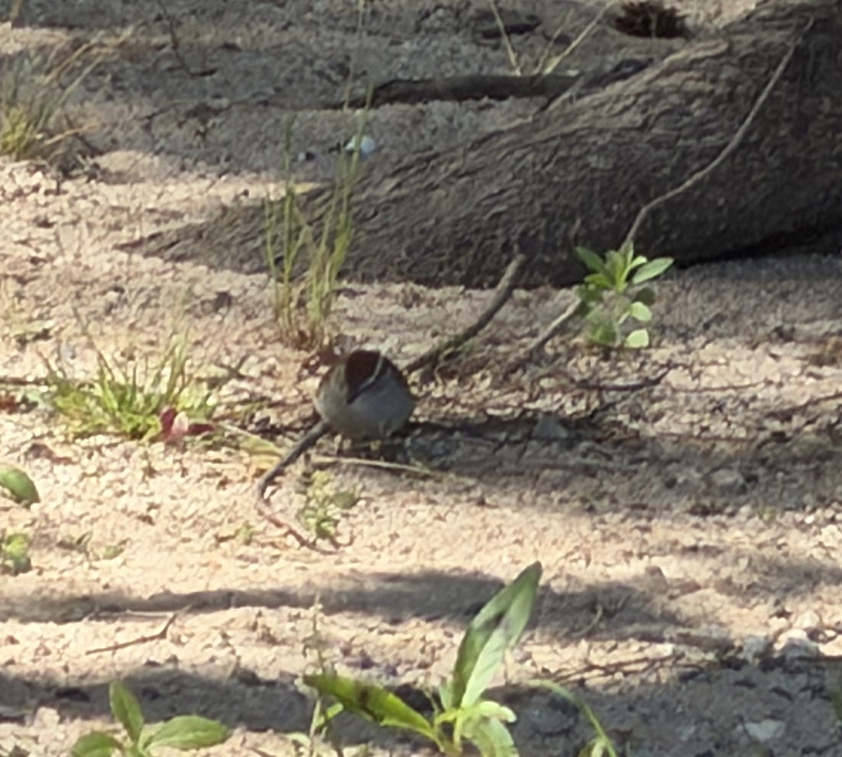 Chipping Sparrow - ML657300434