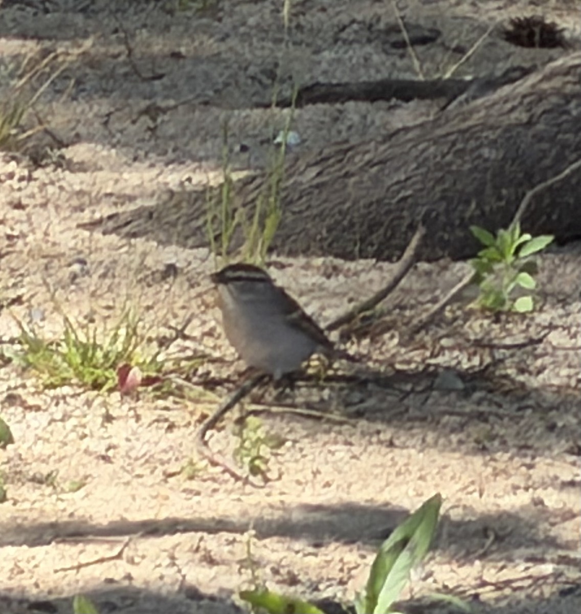 Chipping Sparrow - ML657300435