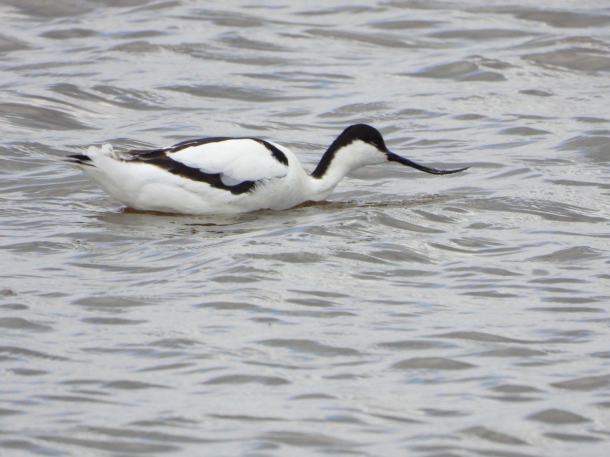 Avocette élégante - ML657300482