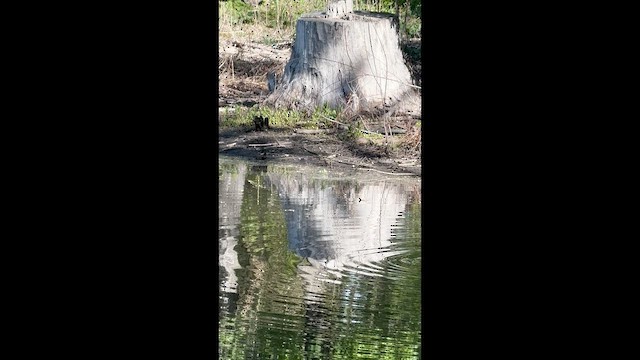 Northern Waterthrush - ML657301428