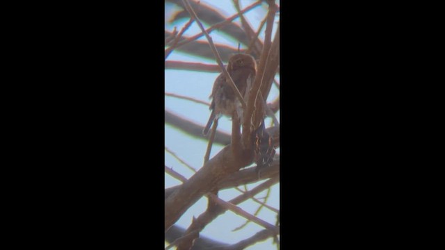 Northern Pygmy-Owl - ML657301472