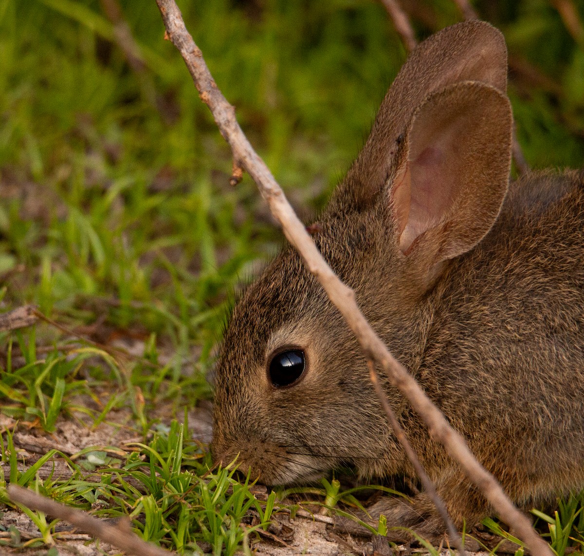 Brush Rabbit - ML657301516