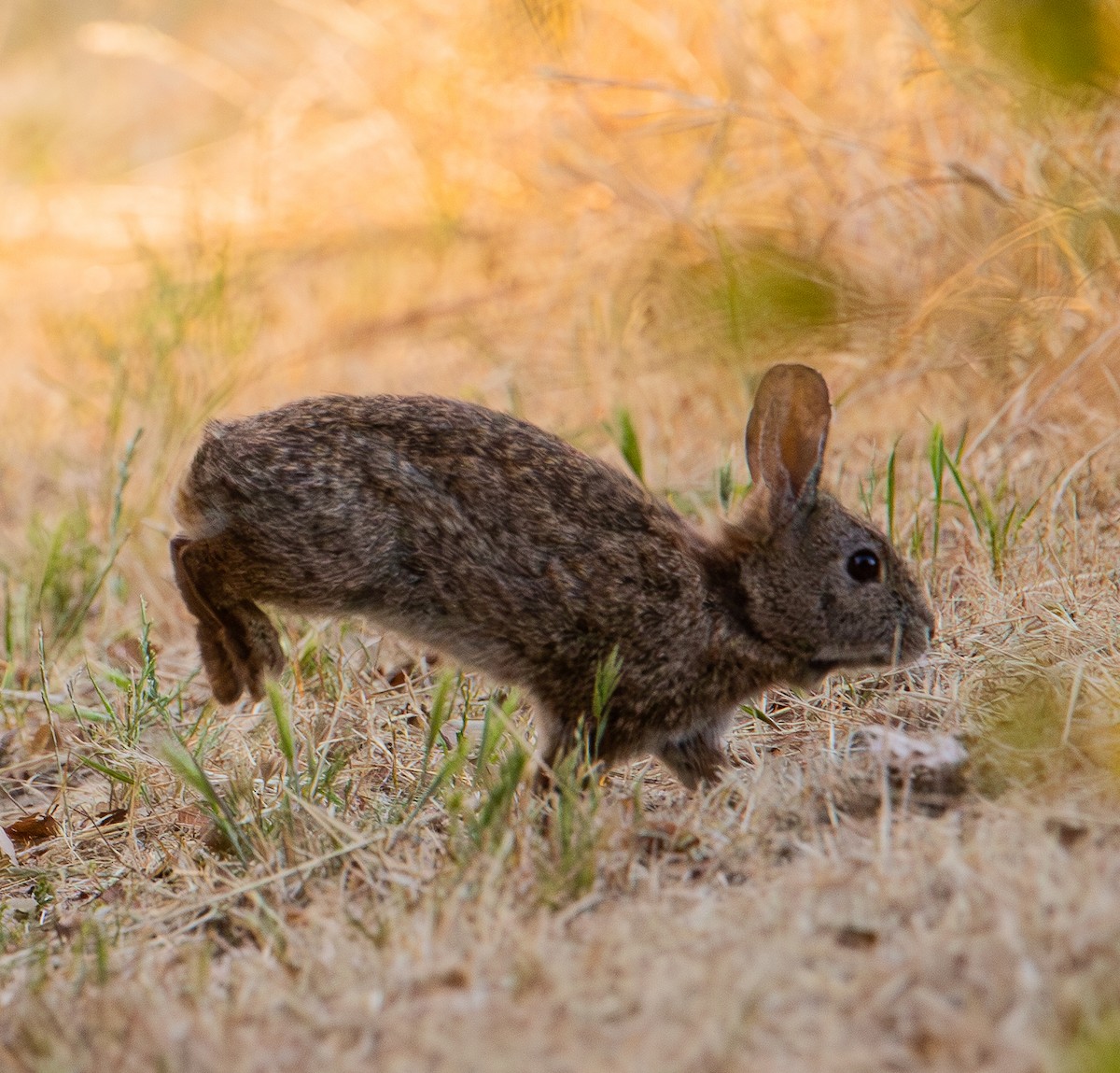 Brush Rabbit - ML657301534
