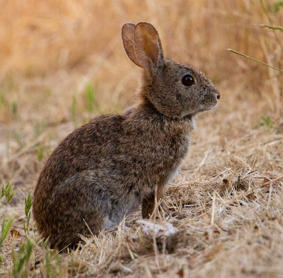 Brush Rabbit - ML657301571