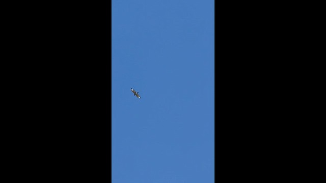Broad-winged Hawk - ML657301586