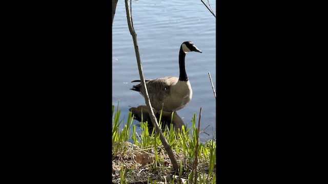 Branta kanadar handia - ML657301604