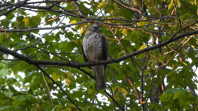 Broad-winged Hawk - ML657301720