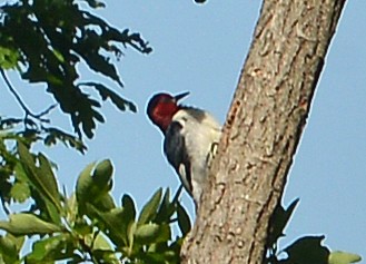 eBird Checklist - 12 May 2026 - Rolling Ridge Conservancy - 61 species