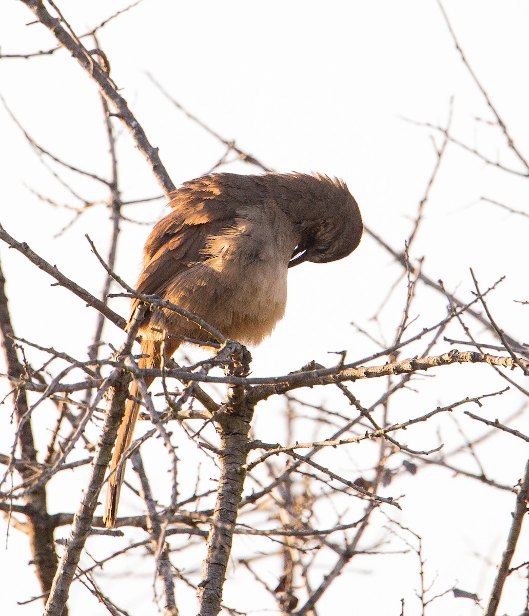 California Thrasher - ML657301891