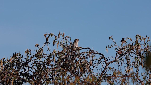 Song Sparrow - ML657301963