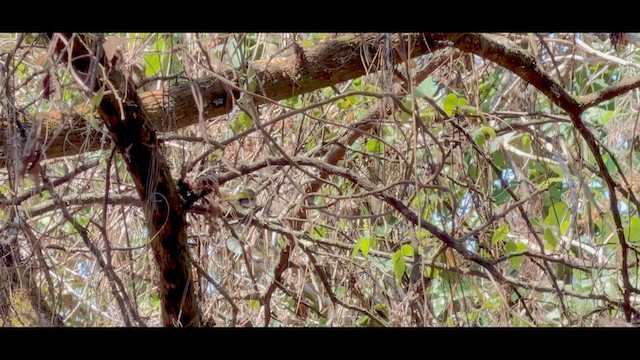 Slaty Vireo - ML657302114