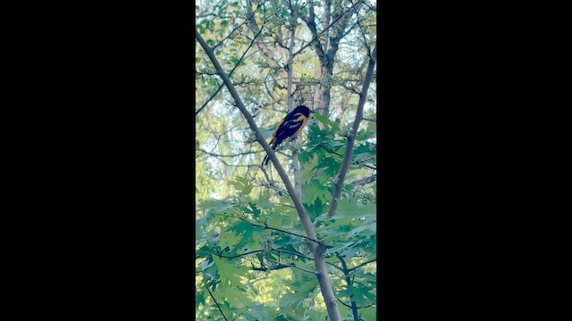 Baltimore Oriole - ML657302420
