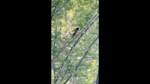 Baltimore Oriole - ML657302429