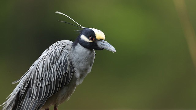 Yellow-crowned Night Heron - ML657302572