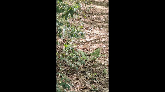 Worm-eating Warbler - ML657302753