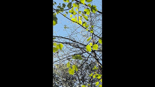 Worm-eating Warbler - ML657302756