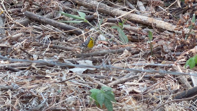 Grace's Warbler - ML657303131