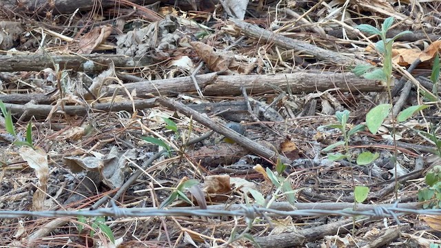 Grace's Warbler - ML657303136
