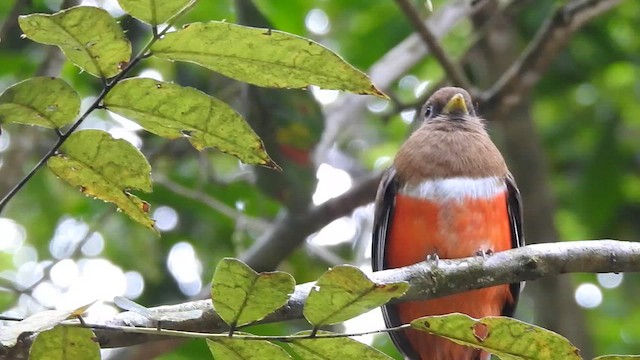 trogon límcový - ML657303269