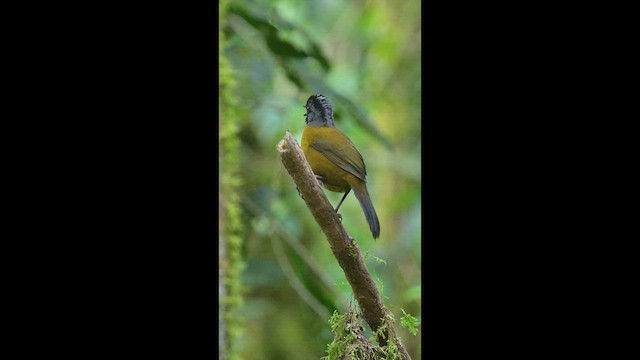 Large-footed Finch - ML657303484