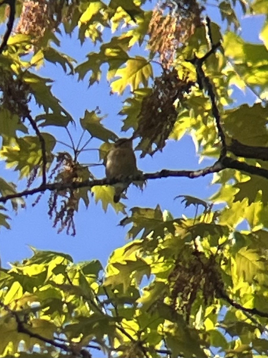 Worm-eating Warbler - ML657303927