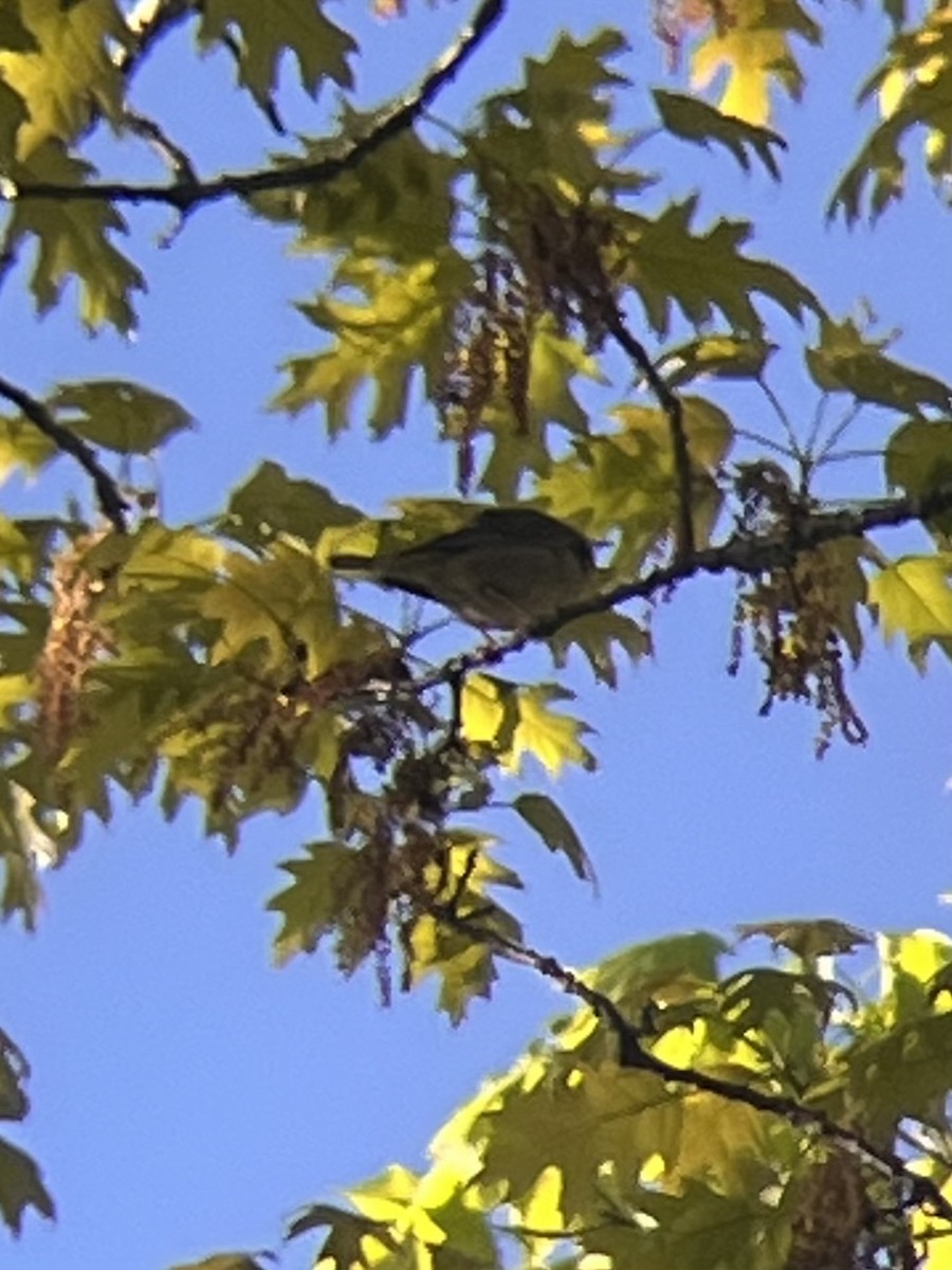 Worm-eating Warbler - ML657303928