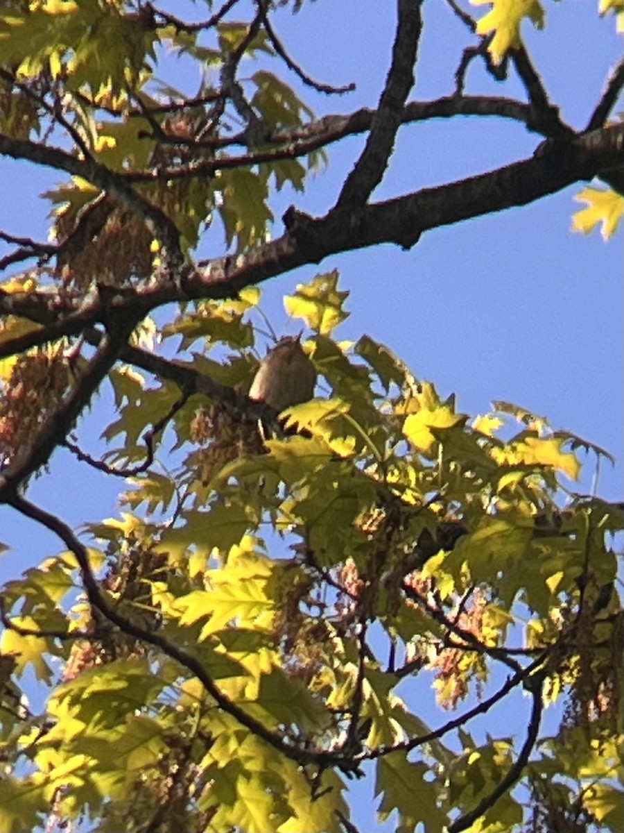 Worm-eating Warbler - ML657303929