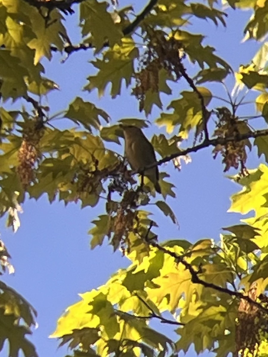Worm-eating Warbler - ML657303930