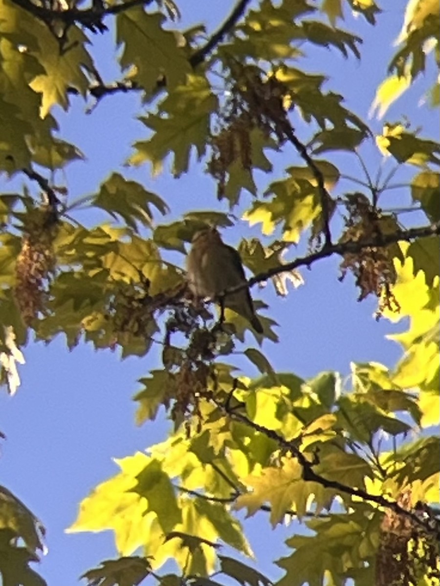 Worm-eating Warbler - ML657303931