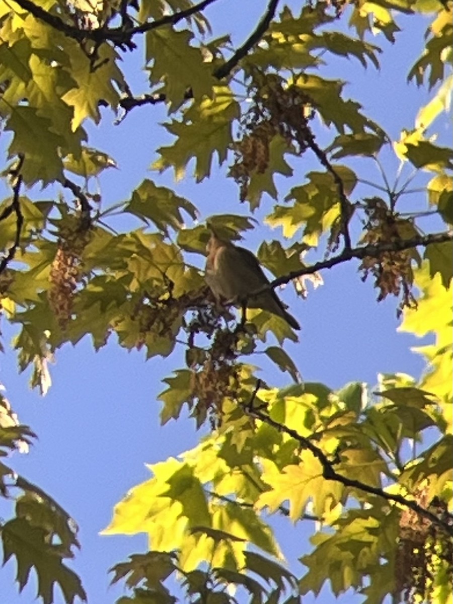 Worm-eating Warbler - ML657303933