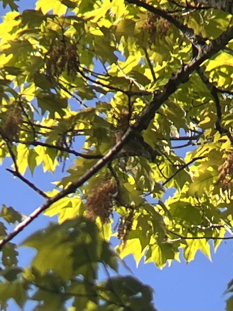 Worm-eating Warbler - ML657303935