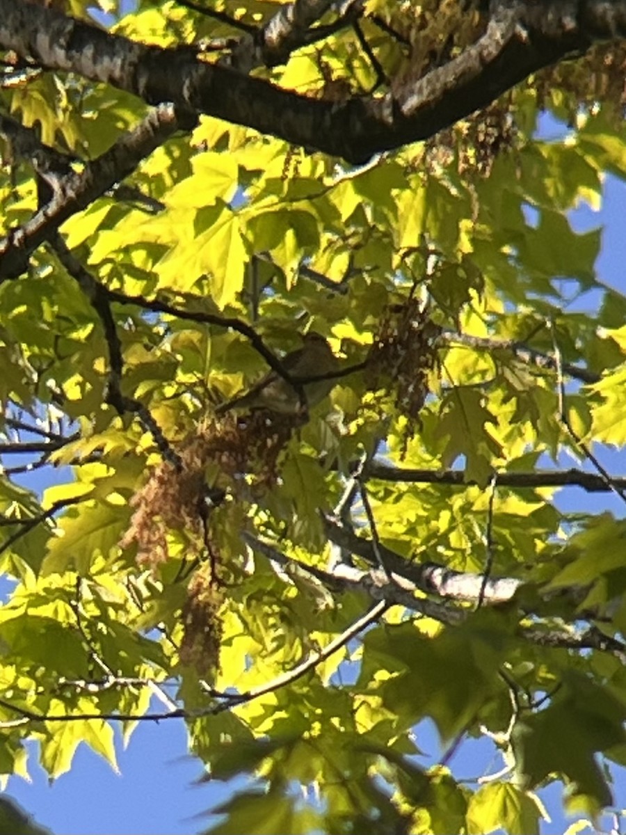 Worm-eating Warbler - ML657303936