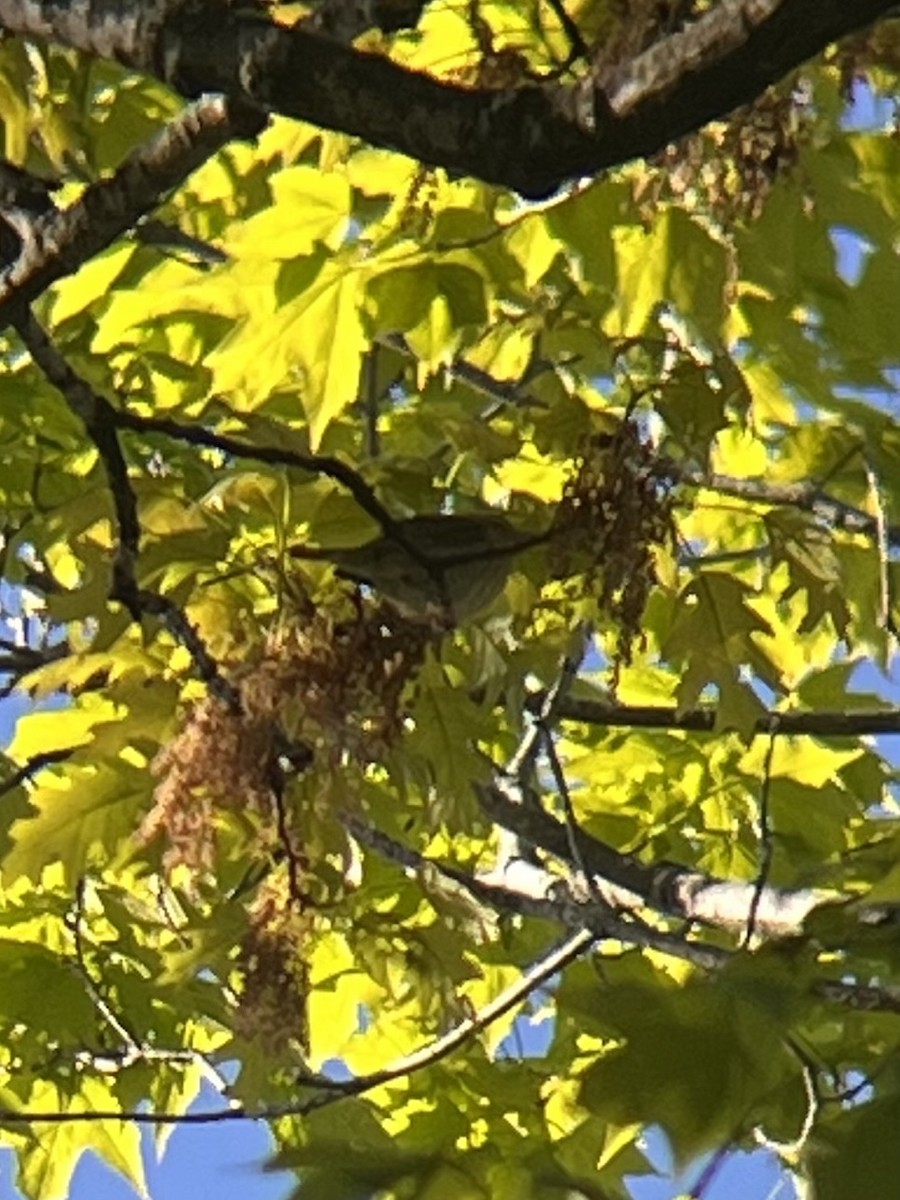 Worm-eating Warbler - ML657303938
