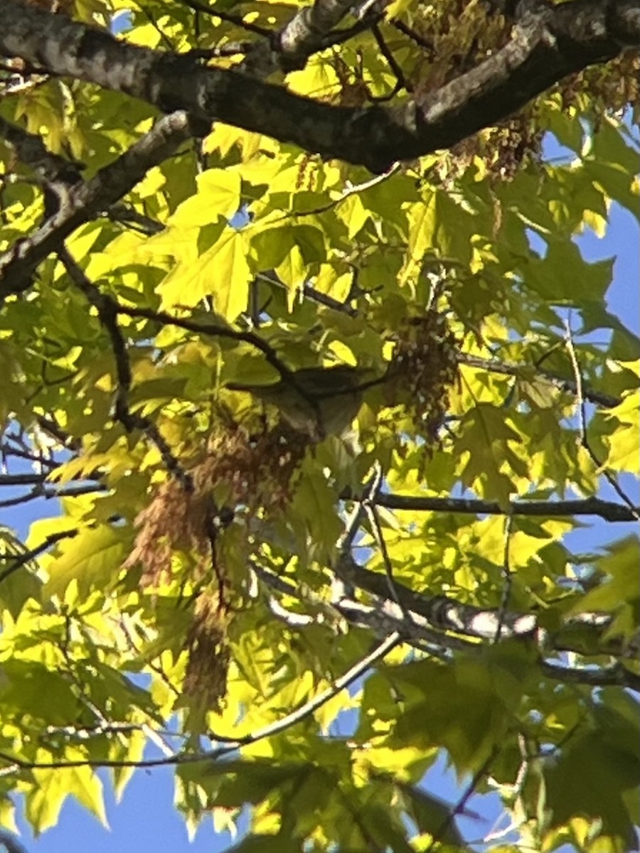 Worm-eating Warbler - ML657303939