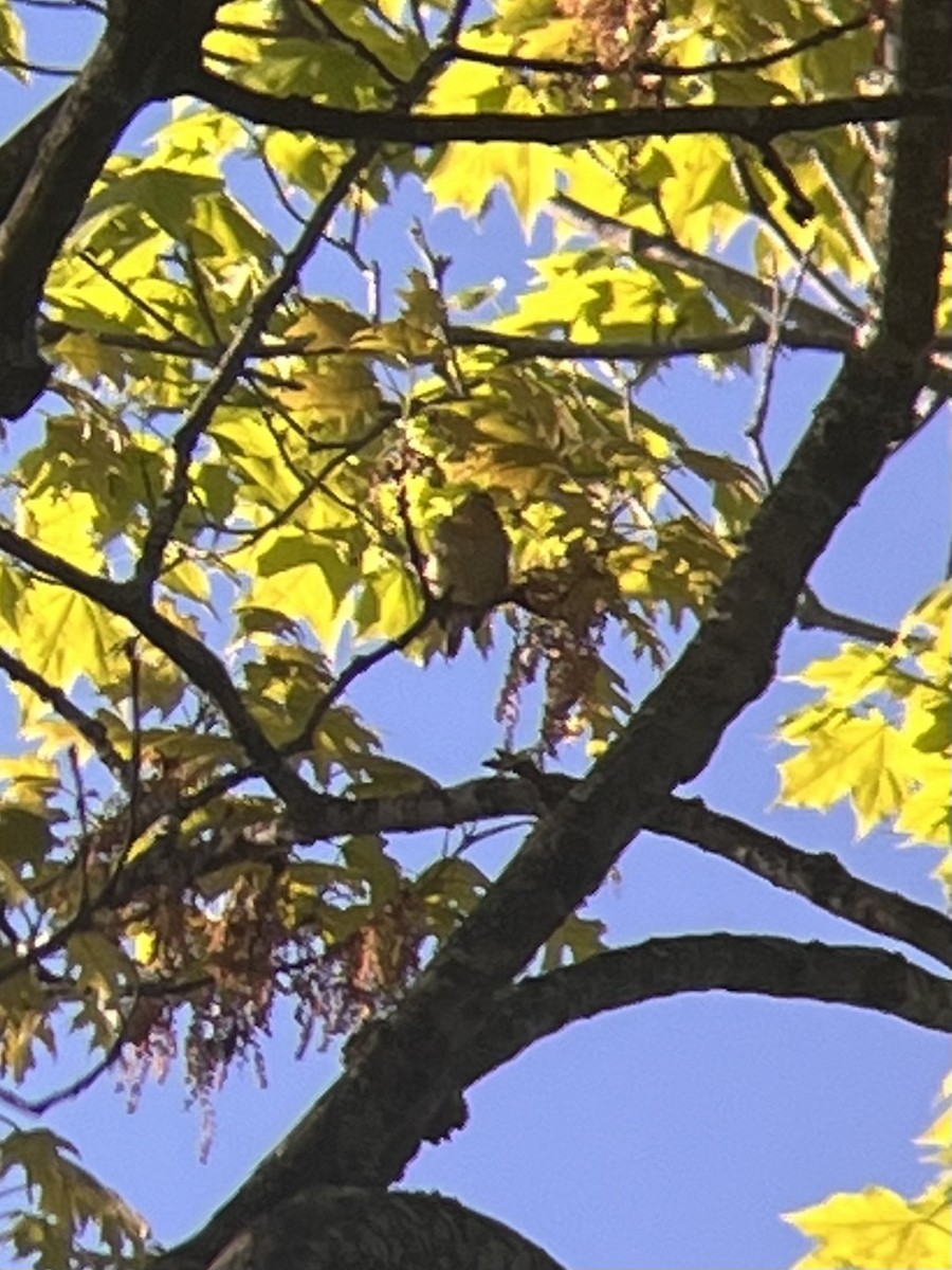 Worm-eating Warbler - ML657303940