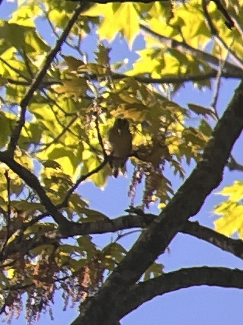 Worm-eating Warbler - ML657303941