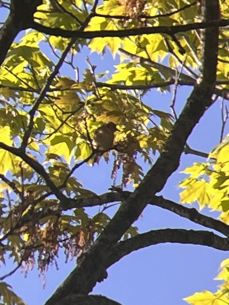 Worm-eating Warbler - ML657303942