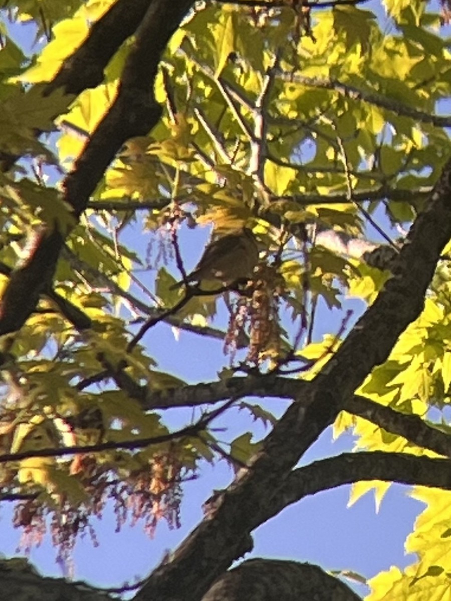 Worm-eating Warbler - ML657303943