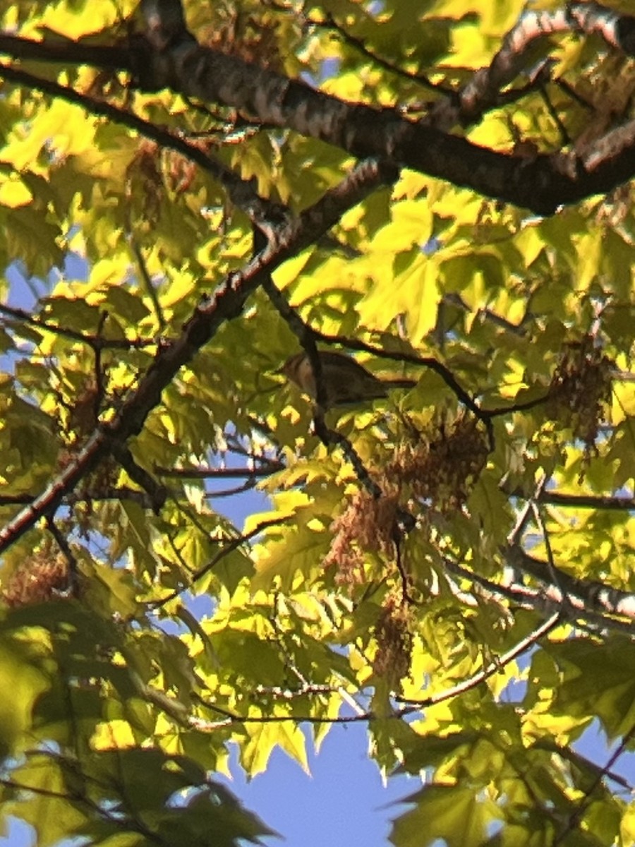 Worm-eating Warbler - ML657303946