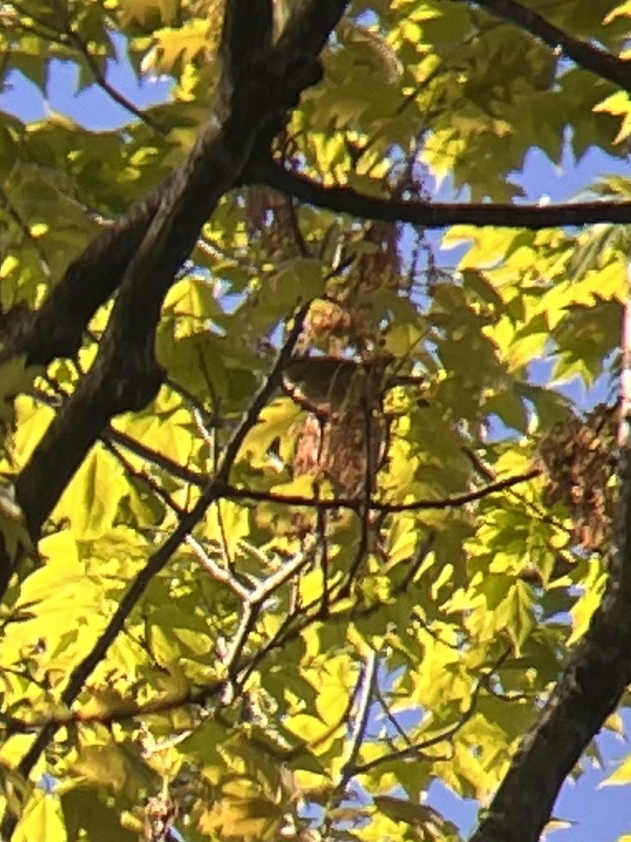Worm-eating Warbler - ML657303948