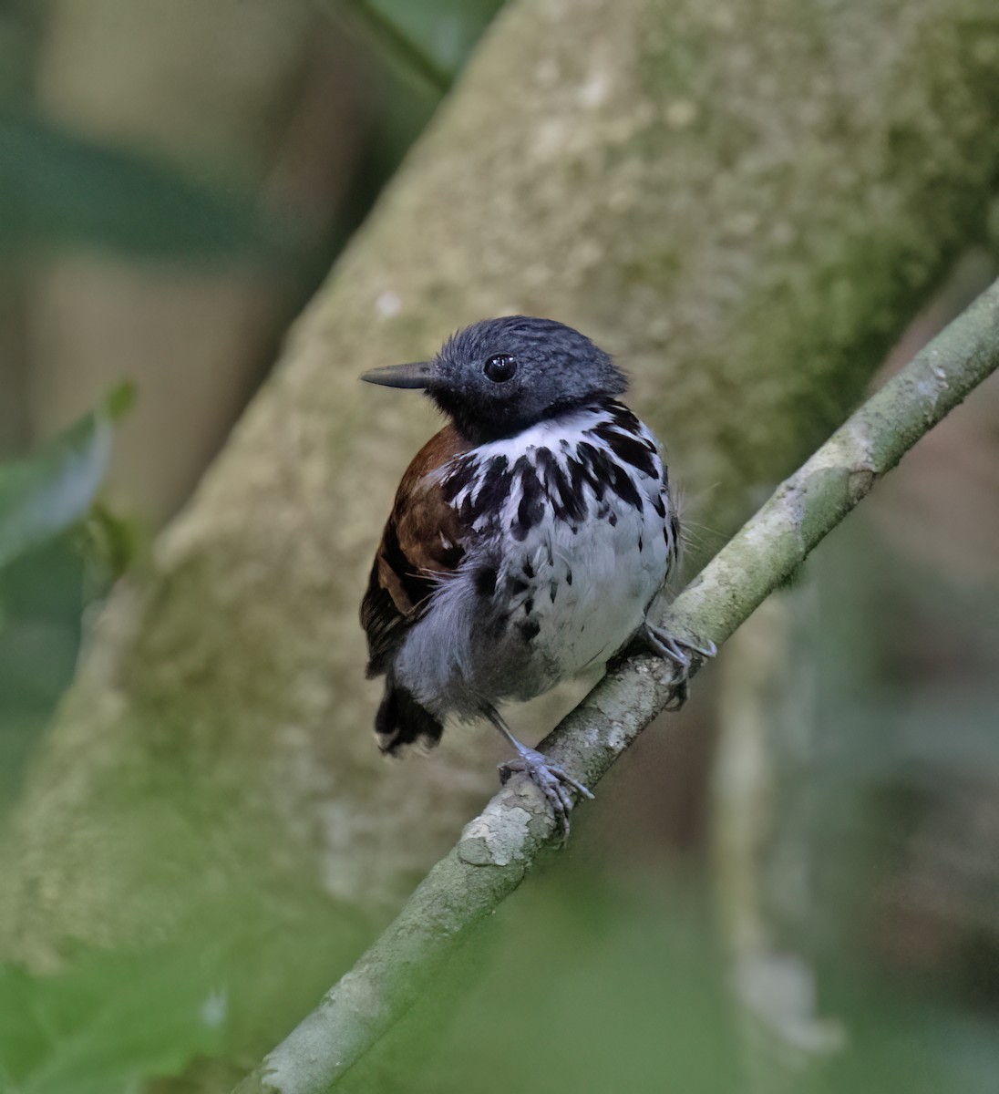 Spotted Antbird - ML657304094