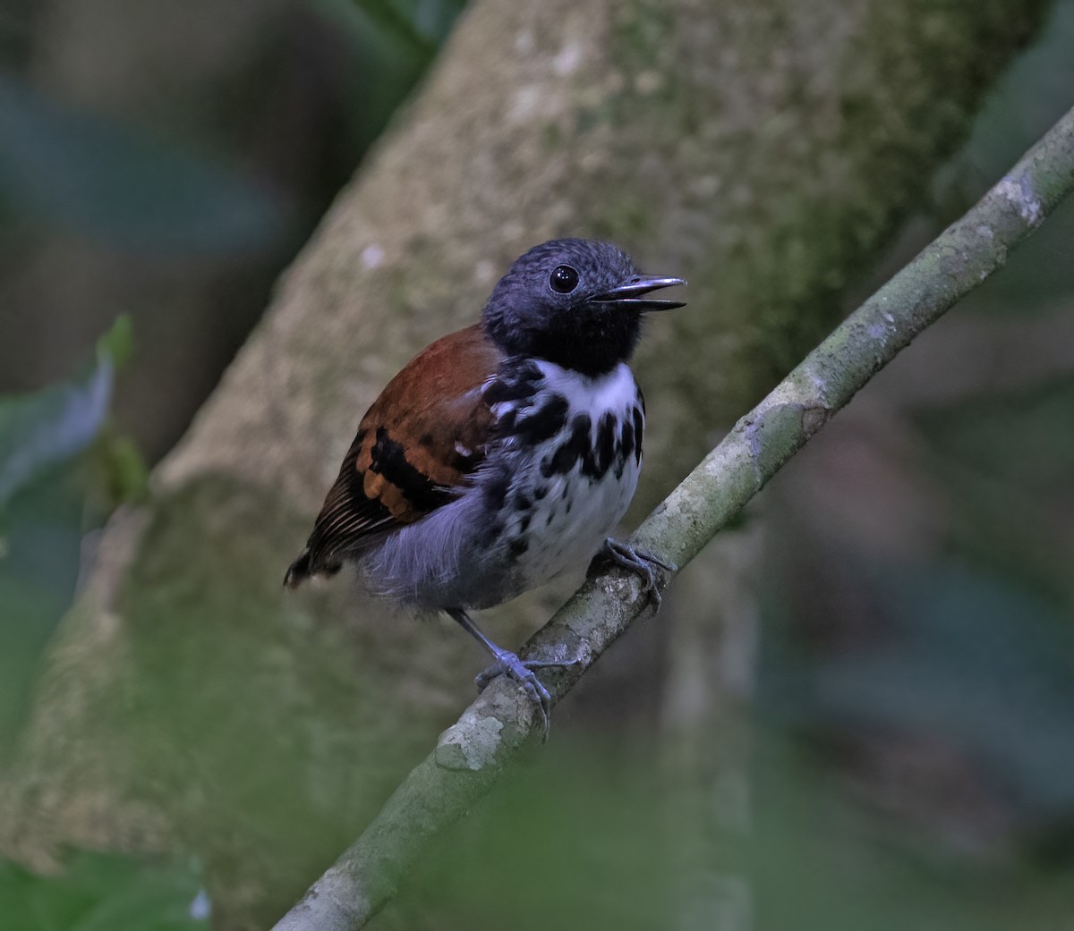 Spotted Antbird - ML657304095