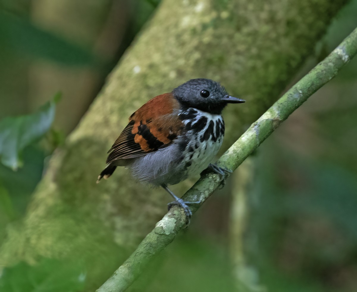 Spotted Antbird - ML657304096