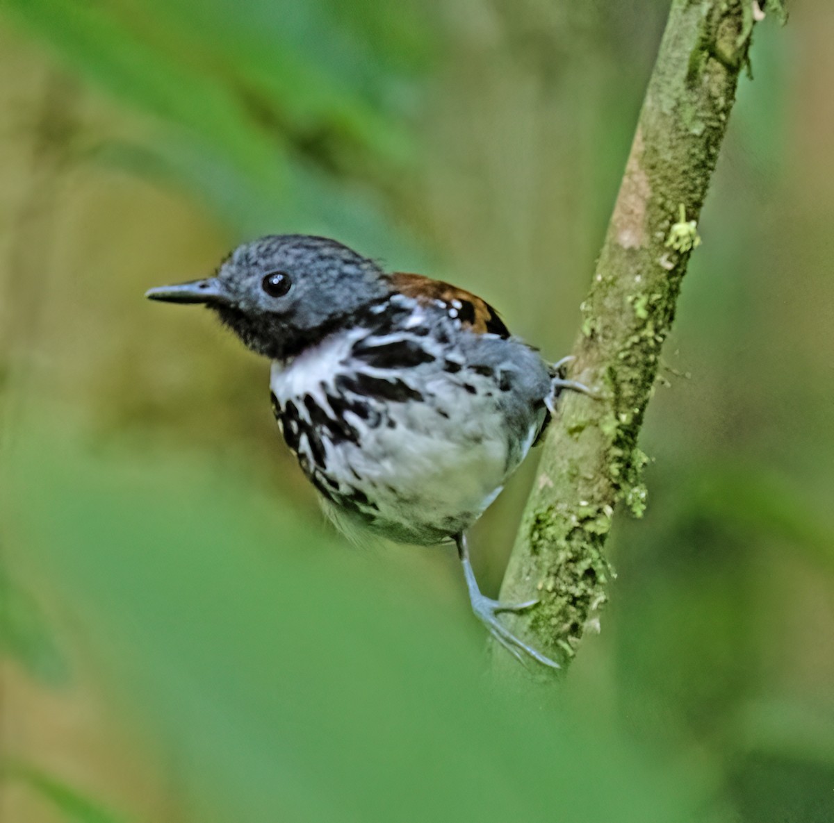 Spotted Antbird - ML657304097
