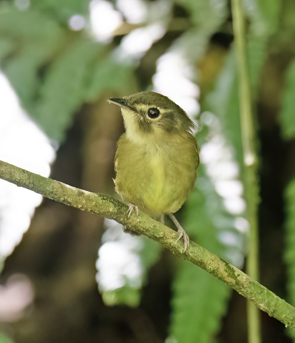 Stub-tailed Spadebill - ML657304125