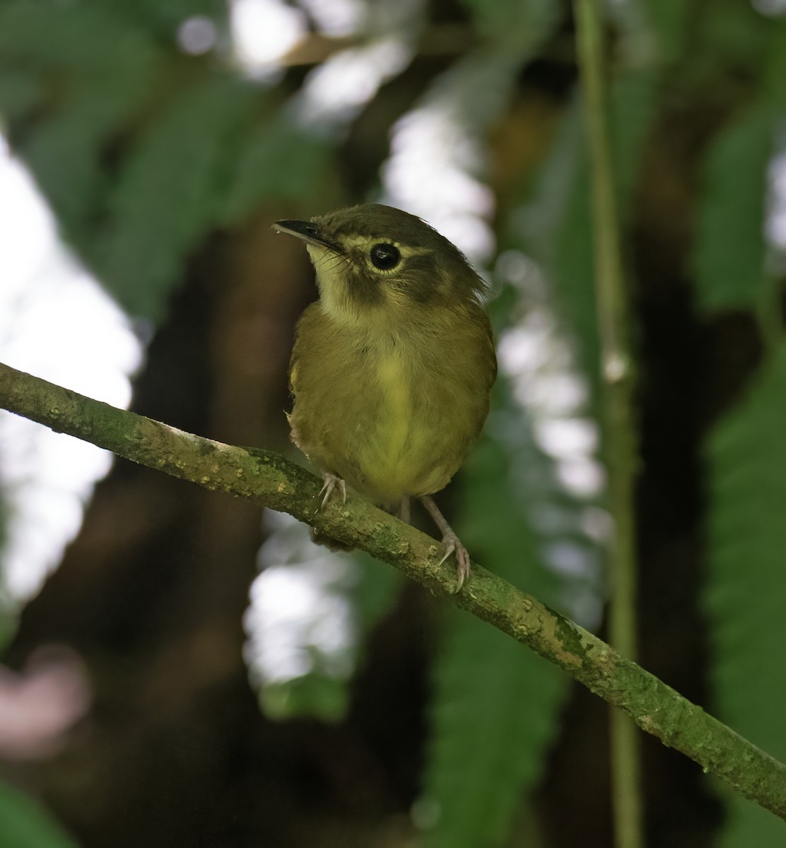 Stub-tailed Spadebill - ML657304126